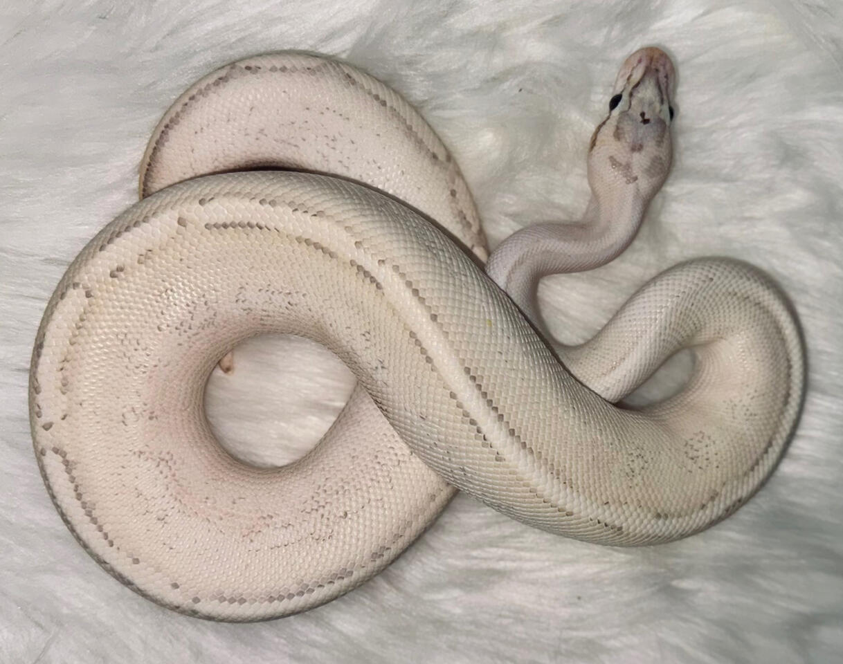Morph : Puma | Male | 624 grams
