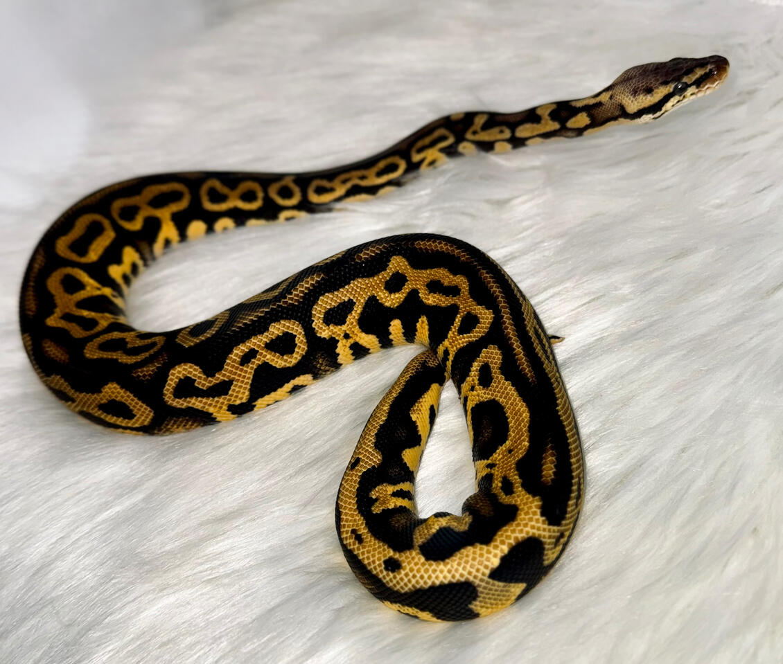 Morph : Super Pastel Leopard | Male |