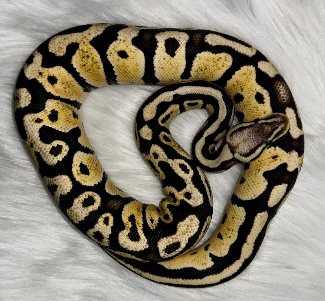 Morph : Super Pastel het Albino | Female |