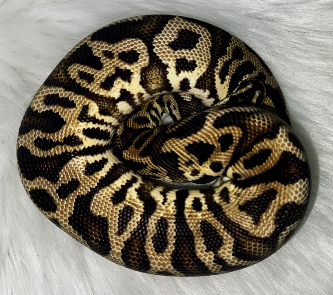 Morph : Pastel Leopard | Male |