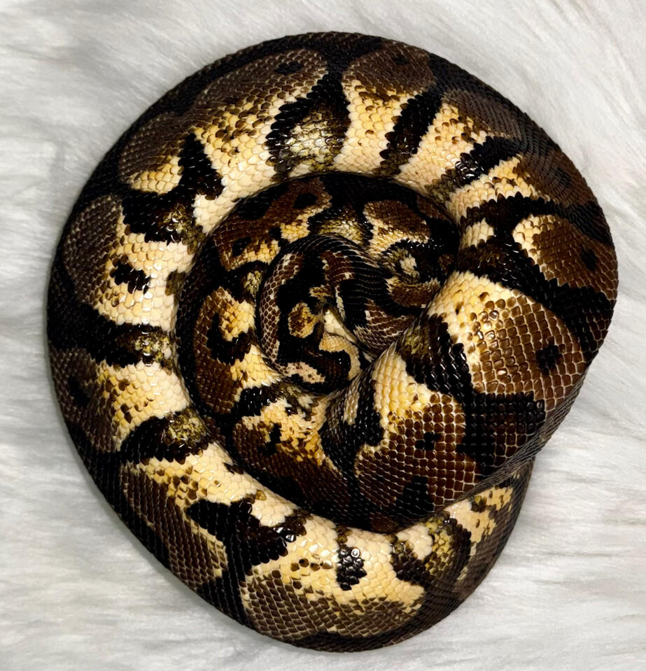 Morph : Calico | Male
