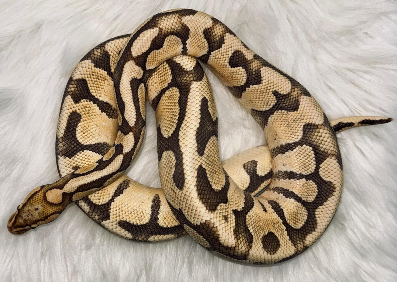 RESCUED | Morph : TBD | Sex : TBD |