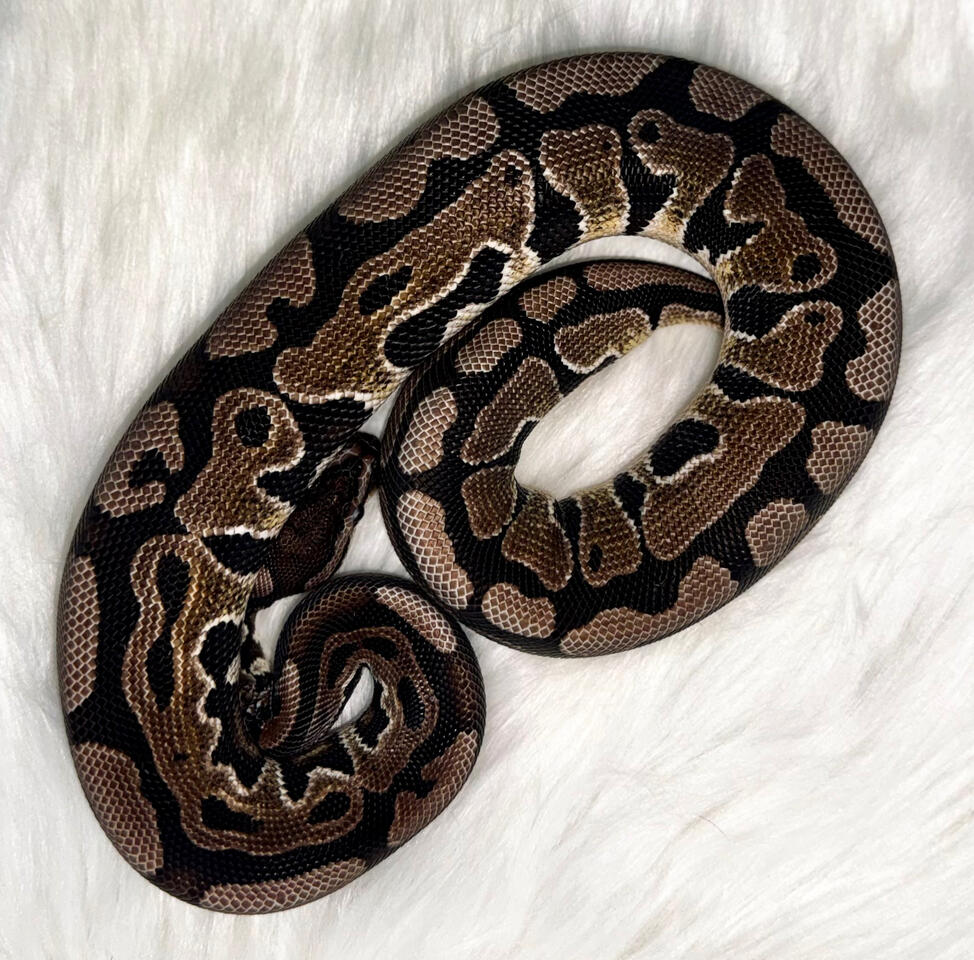 Morph : VPI Axanthic | Male | 487 grams