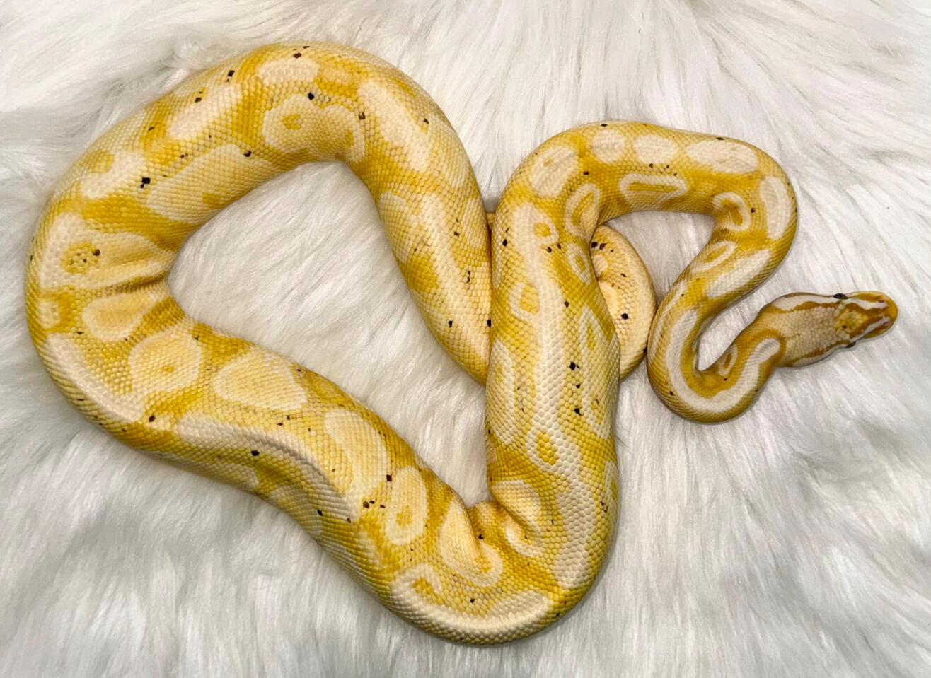 Morph : Pastel Banana Mojave het Clown | Male | 1010 grams