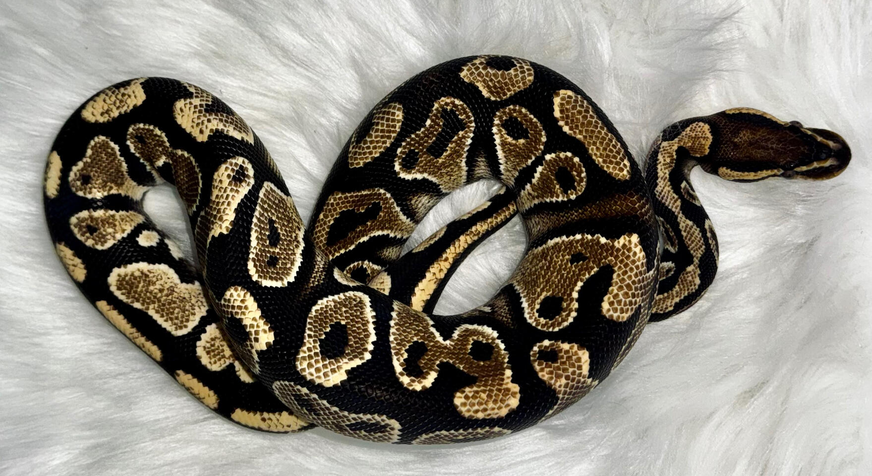 Morph : Pastel Gravel | Male |